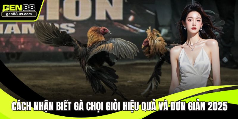 Cách nhận biết gà chọi giỏi