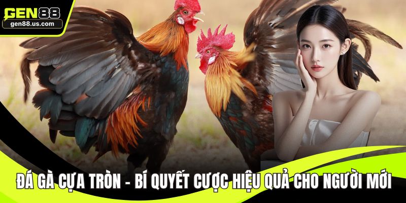 Đá gà cựa tròn