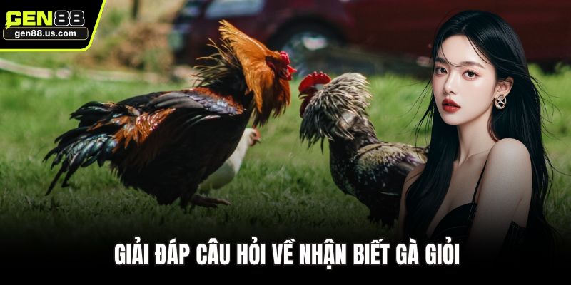 Giải đáp câu hỏi về nhận biết gà giỏi