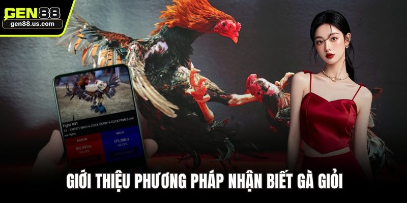 Giới thiệu phương pháp nhận biết gà giỏi