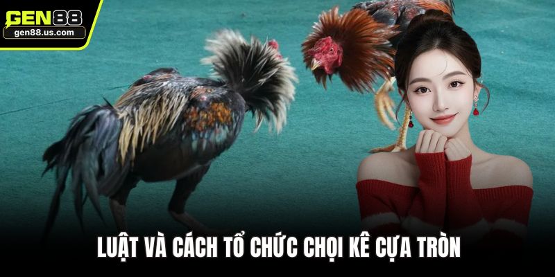 Luật và cách tổ chức chọi kê cựa tròn