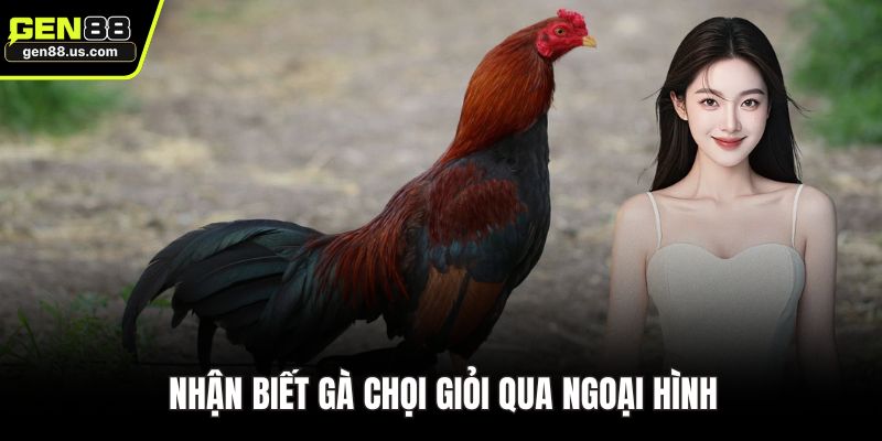 Nhận biết gà chọi giỏi qua ngoại hình