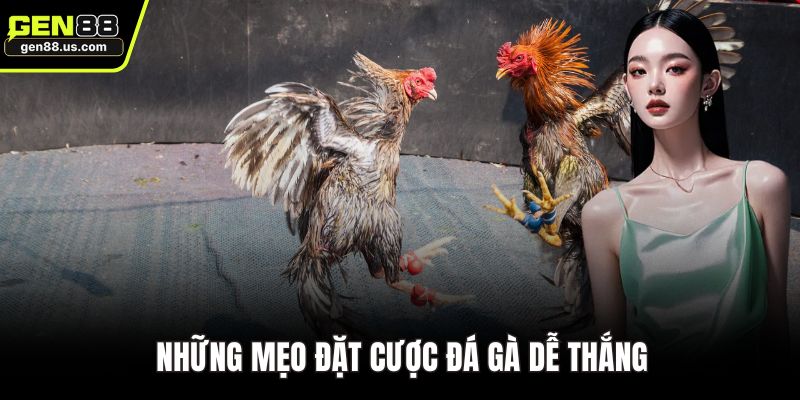 Những mẹo đặt cược đá gà dễ thắng