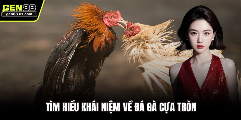 Tìm hiểu khái niệm về đá gà cựa tròn