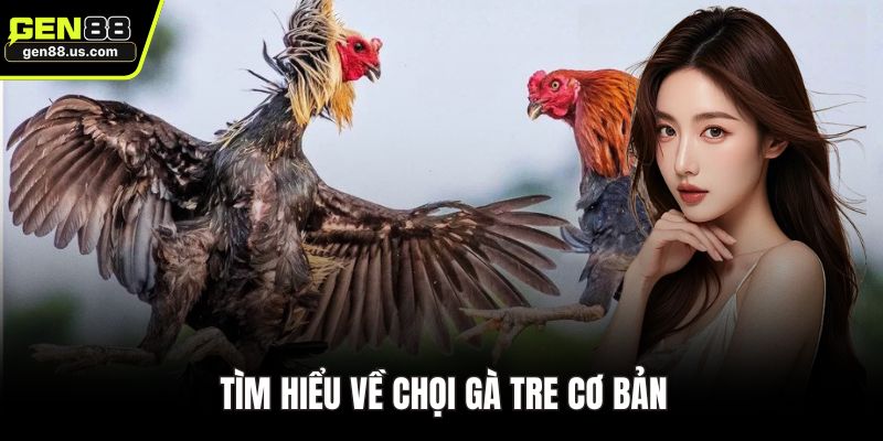 Tìm hiểu về chọi gà tre cơ bản